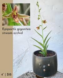 Image result for Iphigenia pauciflora