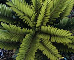 Image result for Zamia