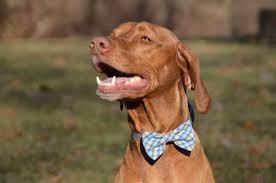 Created by deleteda community for 8 years. 13 Things You Should Know About The Vizsla Your Dog Advisor
