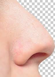 ✓ free for commercial use ✓ high quality images. Nose Png Images Nose Clipart Free Download