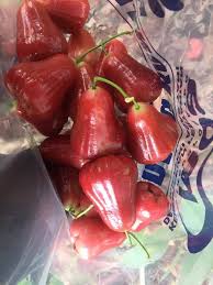 Buah jambu air kini mempunyai nilai pasaran yang agak tinggi berikutan kurangkan penanaman buah ini. Pokok Jambu Ditanam Rendang Berbuah Lebat Begini Perlu Buat Mudah Je Keluarga