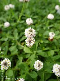 Image result for Phyla nodiflora