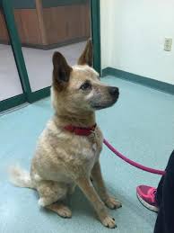 Black And White Australian Cattle Dog Mix Australian Cattle Dog And Golden Retriever Mix Australian Cattle Dog Mix Cattle Dogs Mix Puppy Mix