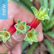Image result for Albuca setosa