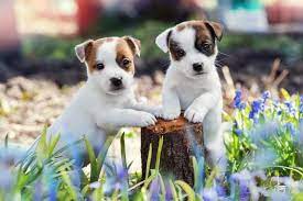Can Jack Russell S Live With Other Dogs Yes Here Is How
