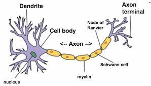 Simple Neuron Diagram Neuron Structure Neuron Diagram
