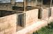 Backyard Simple Piggery Design