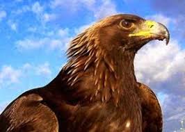 اجمل صور نسور و صقور في عالم النسر Eagle 2021 Eagle Animals Owl
