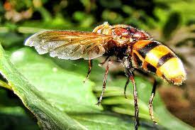 Hand picked by an independent editorial team we scored 45 pest control companies in roseville, ca and picked the top 15. Pest Control Company Folsom Sacramento Ca Exterminators