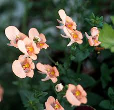 Image result for Diascia
