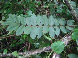 Image result for Antrocaryon