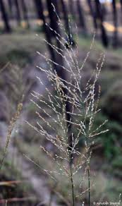 Image result for Arundinella nepalensis