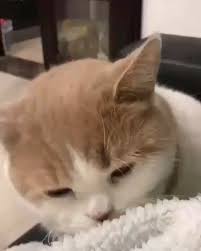  17 Ide Kucing Lucu Di 2021 Kucing Lucu Kucing Binatang