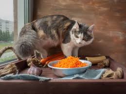 This can provide an extra boost of fiber and other nutrients. Can Cats Eat Carrots Know The Facts Tuxedo Cat