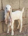 This is a Damascus goat : r/aww