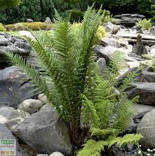 Rien n'est laissé au hasard. Comment Faire Un Jardin Japonais Chez Soi Jardipartage