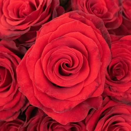 Radiant Red Rose