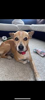 Lost dog Finn in Bonifay, Florida, near LeeRd and PipkinRd