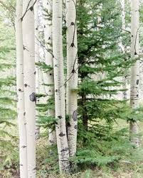 Birch Trees In Colorado Aspen Photograph Aspen Print Colorado Aspen Trees Aspen Etsy Aspen Trees White Birch Trees Tree Wall Art