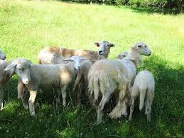 Image result for Lions in pack, day at the park, walks to do, dinner time, freaks in a cage, good times, treats to eat. Can we get a little help with the door, lions to say.