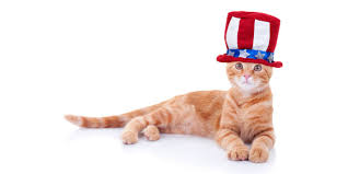 DemoCAT Voter? Cat Dead for 12 Years Receives Voter Registration  Application by Mail