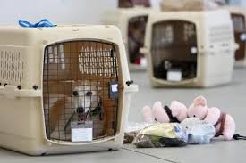 Certain Airlines Allow Pets To Travel With Certain Restrictions Before Booking Your Flight You Should Know The Airline Pet Relocation Pet Shipping Pet Travel
