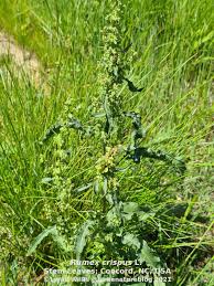 Image result for Rumex crispus