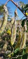 Image result for Crotalaria agatiflora