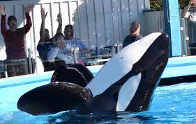 Trua Tuesday ❤️ #seaworldorlando #orca #killerwhale #shamu #dinewithshamu #dinewithorcas