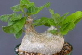 Image result for Cibirhiza