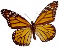 Keep in mind that the same plants that attract butterflies often attract bees and other stinging insects, so consider placing your butterfly garden away from play areas. Creating A Butterfly Garden With Your Local Florist