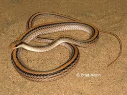 Image result for Salvadora