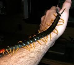 Texas Red Headed Centipede Scary Bugs Centipede Bugs And Insects