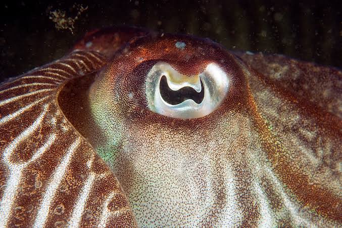 cuttlefish eye (Sepia officinalis)