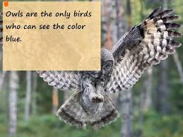 So their eyeballs are more traditionally placed. Bird Fact Owls Are The Only Bird That Can See The Color Blue Other Birds Do Not Have The Capability To See That Far Into The Spectr Bird Facts Owl Blue