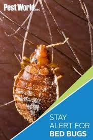A heat treatment is one method pest control companies often employ to get rid of bed bugs. 58 Bed Bugs Ideas In 2021 Bed Bugs Bugs Pests