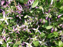 Flowers are somewhat bigger then the white specie ( white: Clematis Rubromarginata Clematis Triternata Rubromarginata Baumschule Horstmann