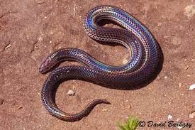 Sunbeam Snake I Am Not A Snake Or Reptile Person But This Is Just A Beautiful Thing Snake Snakes For Sale Cute Snake