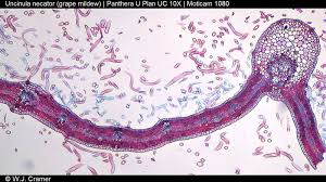 Image result for Uncinula necator