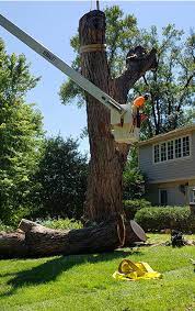 Serving kent and the surrounding area. Tree Care Services Alliance Tree Care Inc Tree Removal Tree Trimming