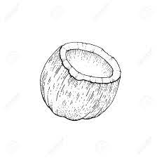 Choose from hundreds of free cartoon wallpapers. Summer Tropic Coconut Fruit Exotic Coco Food Hand Drawn Vintage Art Cool Vector Illustration Isolated On White Background Trendy Line Art For Coloring Book T Shirt Print Card Design Logo Poster Lizenzfrei Nutzbare
