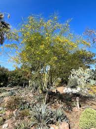 Image result for Parkinsonia aculeata