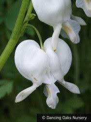 Image result for Dicentra spectabilis alba