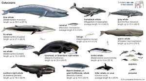Image result for whale
