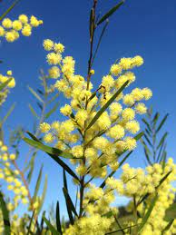 Artmadebynature Nature Pictures Australian Flowers Wild Flowers