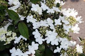 Winter news article why houseplants drop leaves. Viburnum Plicatum F Tomentosum Summer Snowflake North Carolina Extension Gardener Plant Toolbox