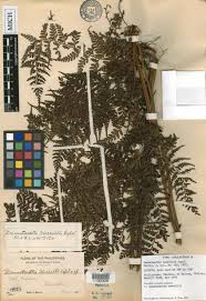 Image result for Blotiella bouxiniana