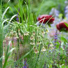 Image result for Nectaropetalum