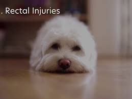 16 Causes Of Blood In Dog Stool Pethelpful
