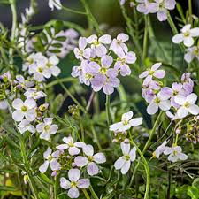 Image result for Cardamine pratensis